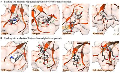 Phytochemicals From Vicia faba Beans as Ligands of the Aryl Hydrocarbon Receptor to Regulate Autoimmune Diseases